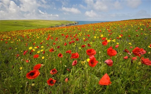 pagewoman:Poppies and Corn Marigolds at Porth Joke,Newquay, Cornwall, Englandgetty images