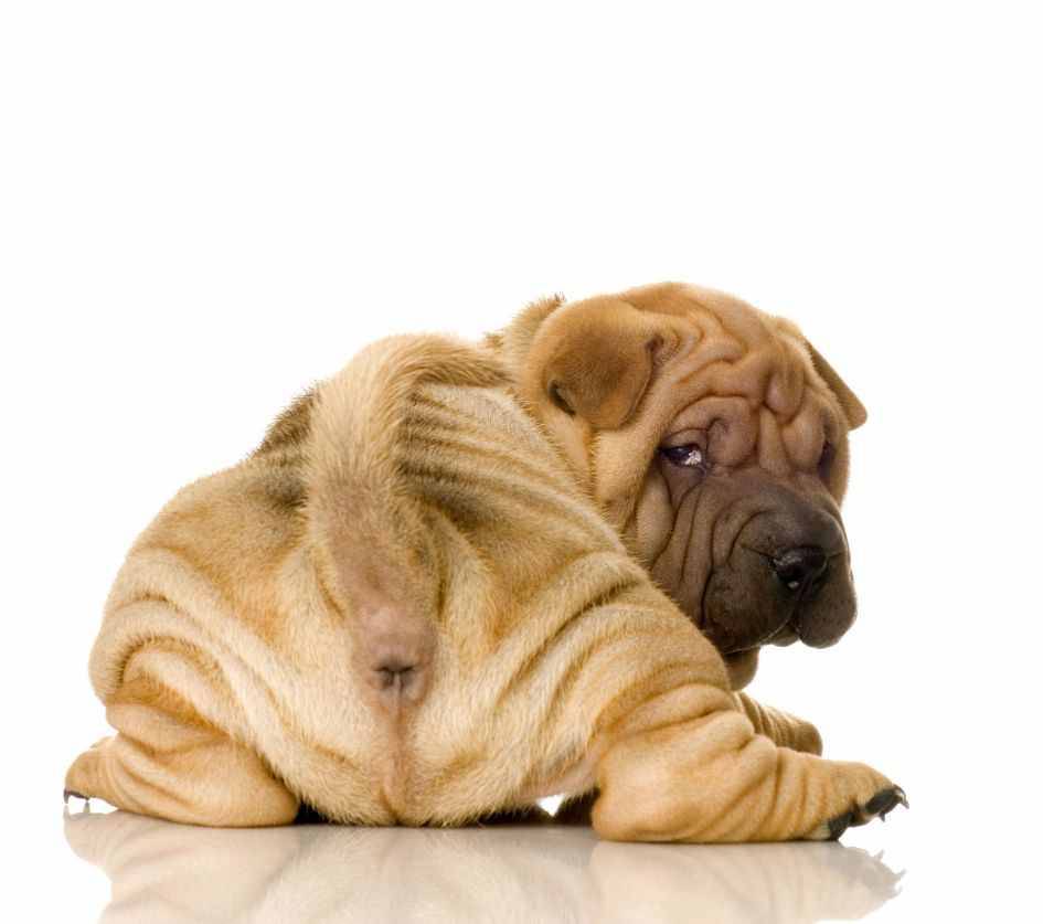 chineseripoff:  wrinklyD