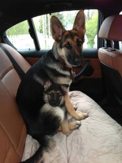 Goin’ For A Car Ride With Mom