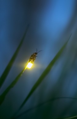 Like a beacon in the night. Only driven by nature’s innate hope. Casting illuminated desires craving a connection. Each flash a call of hunger.