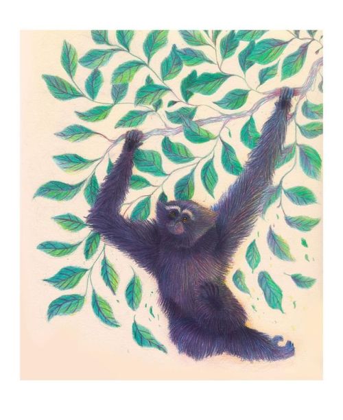 A male western hoolock gibbon for @sarah_be12 This species is endangered and can be found in India a