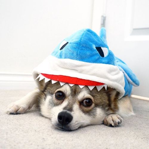 I dont wanna be a shark. I much rather be a dog