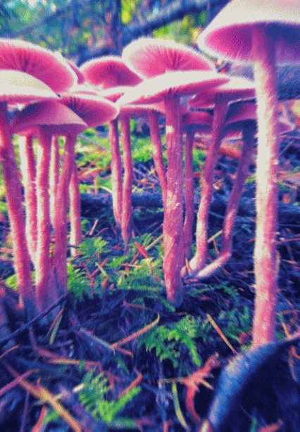 brallanq:  Mushrooms &amp; Aliens! S.S #13
