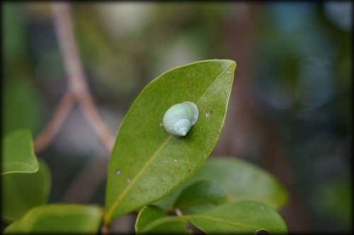 次男がハマってるアプリBiome（バイオーム）一緒に山の中で生き物探しをして見つけたら撮影見つけた動植物の名前を調べることができ撮影した地点も見ることができる（絶滅危惧種や希少生物などは地点非公開）見