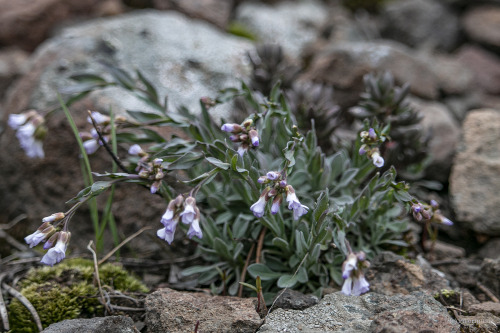 A miniature rock garden springs to life in volcanic rock, Absaroka Mountains, Wyoming: &copy; riverw