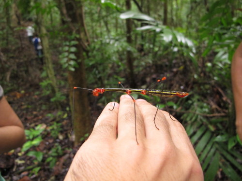 onenicebugperday:Peruvian fern insect, Oreophoetes peruana, Diapheromeridae, PhasmidaPhotos 1-2 by s