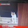 catasters: