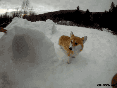gifsboom:  Corgi Snow Tunnel. video 
