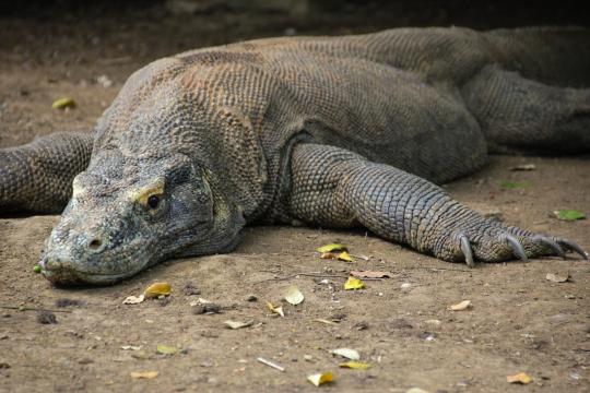tharook: serpentking456:  skarchomp:  skarchomp:  skarchomp:  the Komodo Dragon is the biggest, strongest, most dangerous apex predator that is physically incapable of looking at all threatening  i could conceivably be torn to pieces and eaten alive by