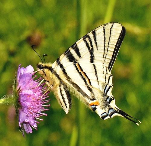 Iphiclides podalirius / Le Flambé.Juin 2019.Gorges de la Jonte / Lozère / France.