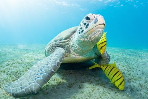 nubbsgalore:  marine turtles (the endangered loggerhead and green sea, the critically endangered hawksbill and the vulnerable pacific ridley) photographed by (click pic) harry otoi, christian miller, vaclav krpelik, reinhard dirscherl, michael patrick