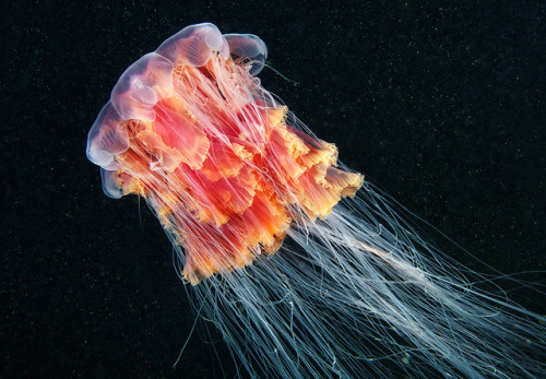 thelovelyseas: Cyanea capillata feeds on Aurelia aurita by Alexander Semenov