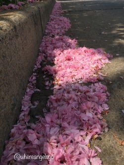 whereangelsgo-troublefollows: 130/365 - May “Drifts”  The pink flowers of a spring blooming tree filled this street in Allentown today…collecting along the curb as the snow flakes did only a few months ago.  A drift of beautiful pink that will soon