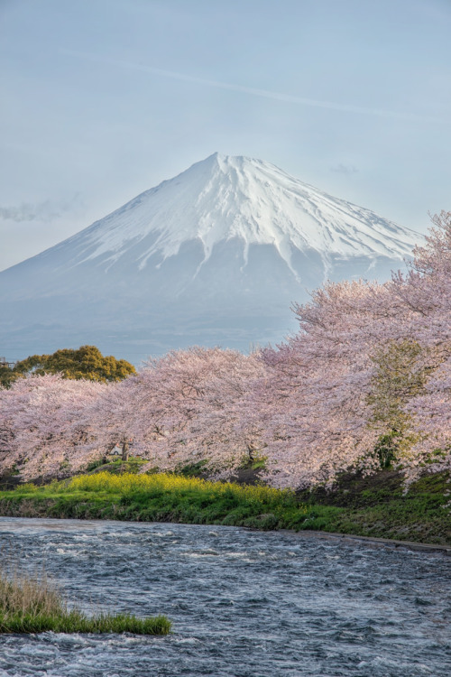 radivs:'Spring in Japan' by Yuga Kurita© Yuga Kurita Do not remove the credit!