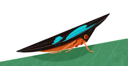 monstertreeart:  Tropical Leafhopper 