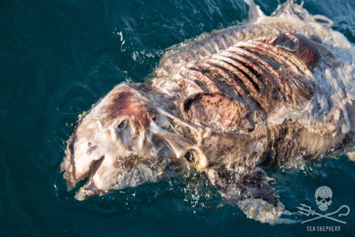 The Sea Shepherd Conservation Society on Monday published graphic photos showing a dead great white 