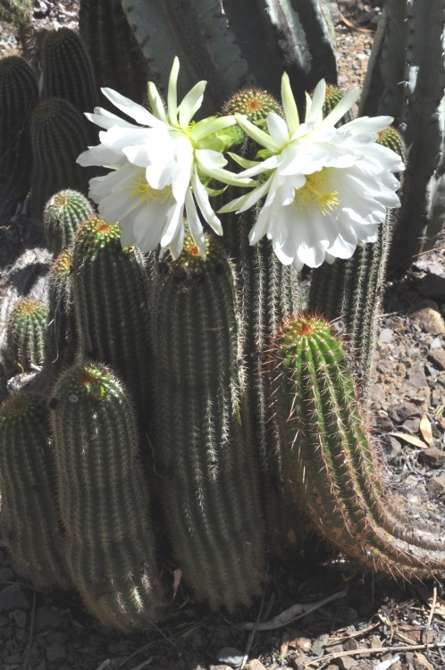 ruthbancroftgarden:Echinopsis schickendantzii comes from Argentina and Bolivia. Its flowers look muc