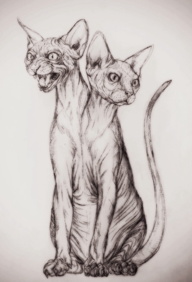 #sphynx cat drawing on Tumblr