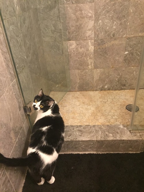 reallybigsword:thanks dick now go drag your wet paws everywhere