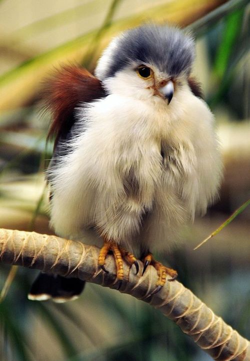 awwww-cute:So today I found out that baby Falcons look like this. (Source: https://ift.tt/2BJZ13d)