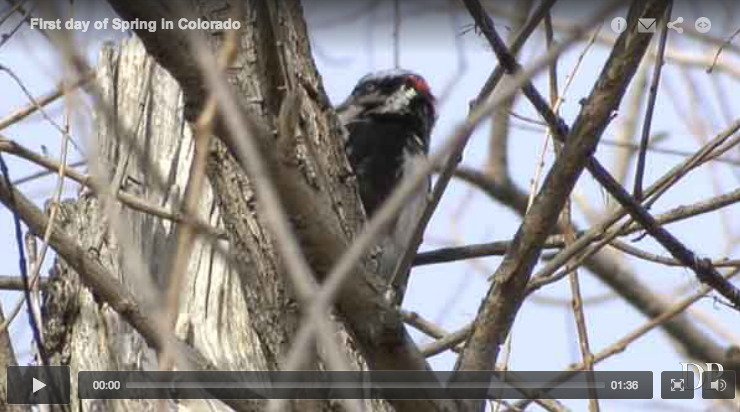 denverpostphoto:
“ It’s the first day of Spring and you don’t have to go far to find the beautiful sights and sounds of the season. Video by the Denver Post’s Steve Nehf.
”