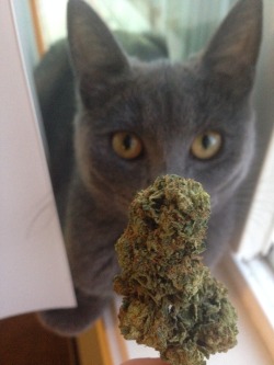 weed-plnts:  thceattle:  My Hash-baby😻   Meow