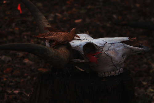 Mysterious Skull by Garett M on Flickr.