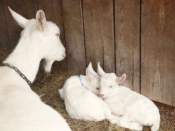 farmweather:  Monk &amp; her babes.