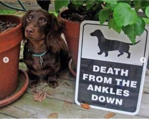 babyanimalgifs:Funny “beware of the dog” signs and the very dangerous dogs behind them