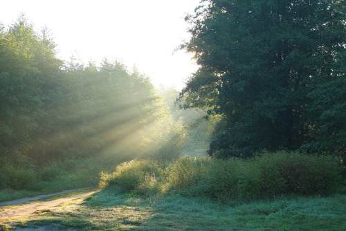 Sun rays