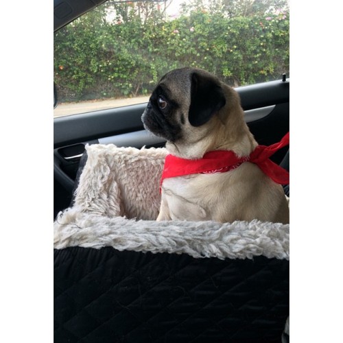 ilovepugs4ever:  Follow Dog Quotes.