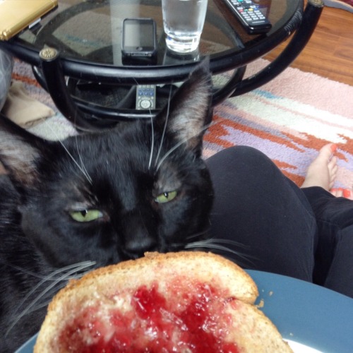 foolishandfurious:Look at my big goofy cat. He wants some toast and jam but he is not allowed!