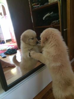 awwww-cute:  Today my 7 week old puppy saw himself for the first time