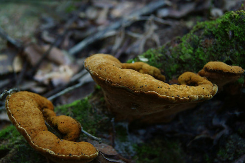 Mushrooms over green. by A not very creative mind on Flickr.