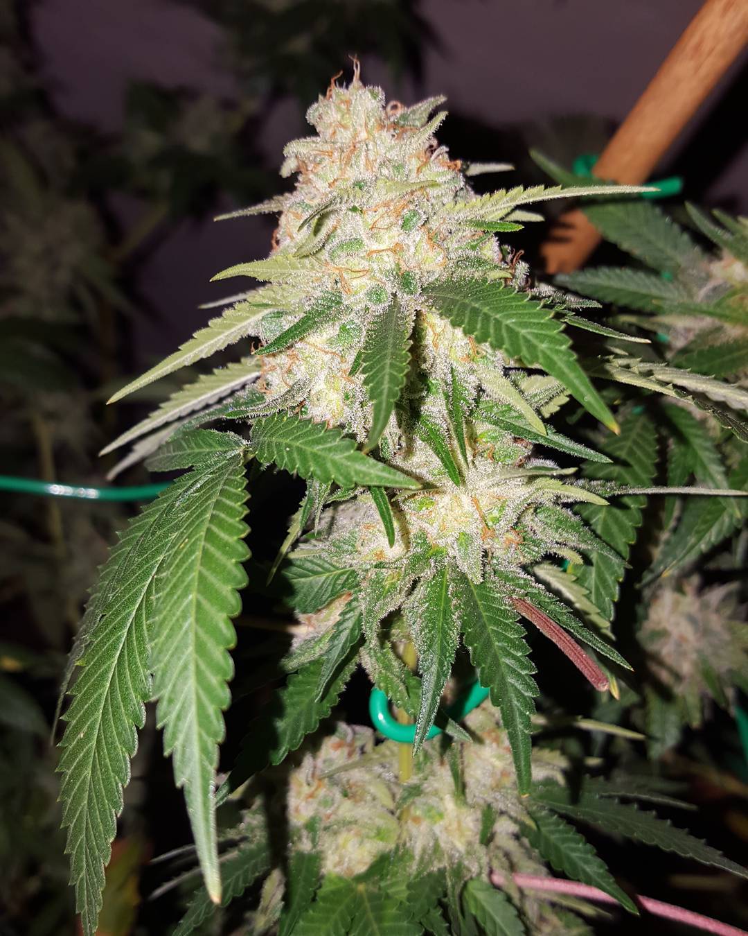 weedporndaily:  @papachrons bred #sourlemonwreckog #wreckedlemons Sour Lemon OG x