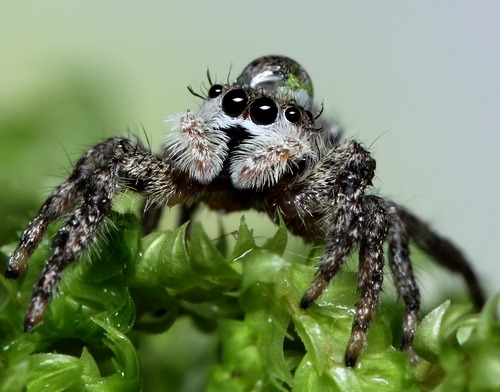 robotspider: When you are sad, just remember that jumping spiders sometimes wear water droplets as hats 