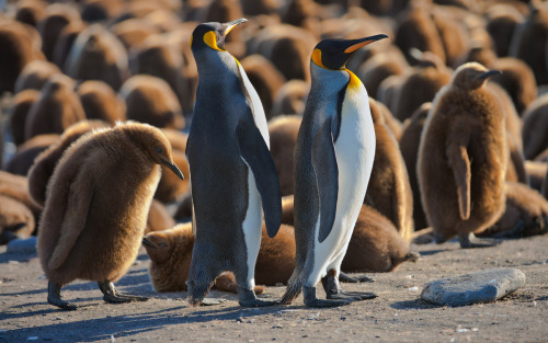 Porn photo earthandanimals:  King Penguin - the second