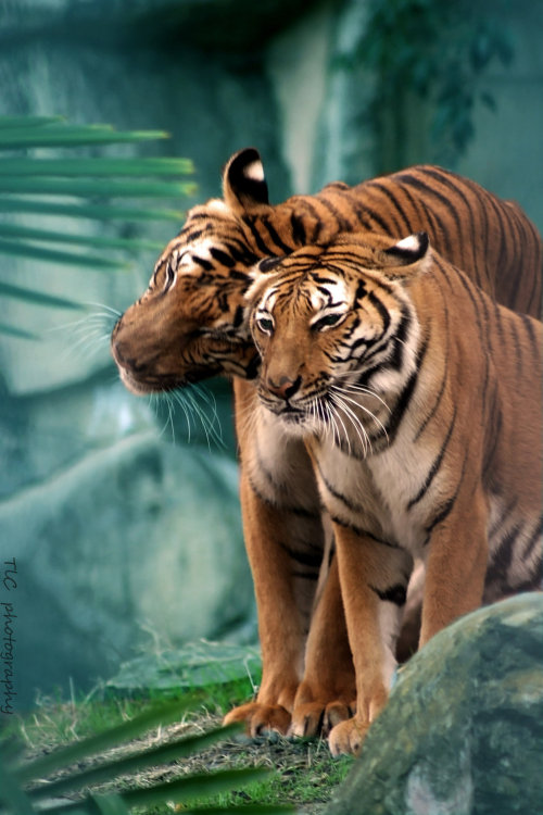 captivating-animals:  Showing the love by adult photos