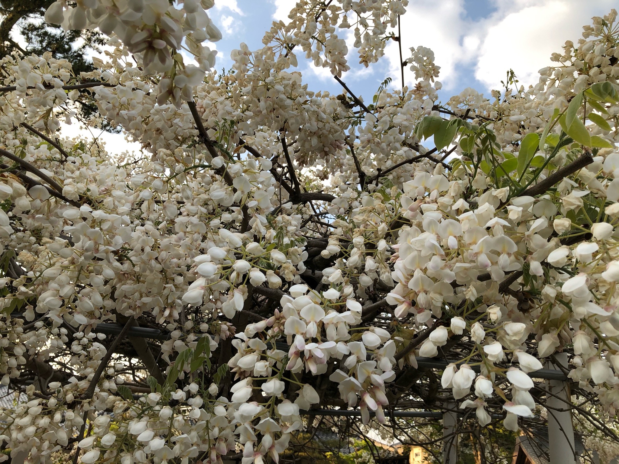 藤の花 Explore Tumblr Posts And Blogs Tumgir 藤の花 Explore Tumblr Posts And Blogs Tumgir
