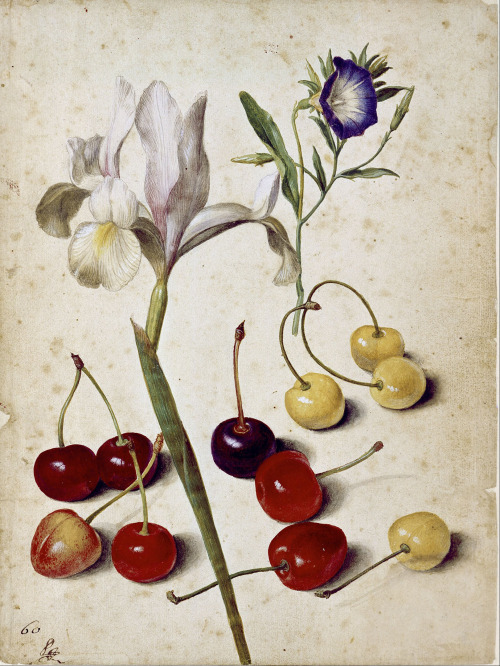 smatrri:Georg Flegel - Spanish Iris, Morning Glory, and Cherries (1630)