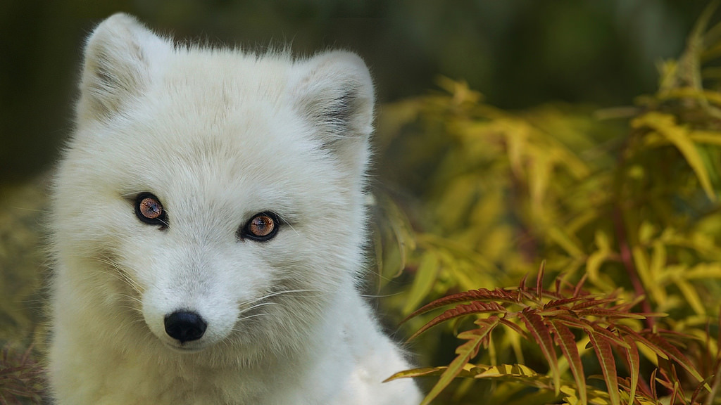 everythingfox:    (◕  ᴥ  ◕) Photo by  Irene 