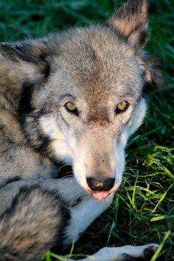 wolfparkinterns:  Even wolves make funny