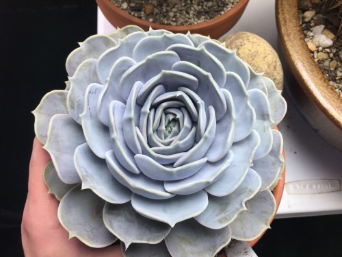 hellyeahsucculents:I don’t know if I ever posted pictures of this one it’s the largest echeveria I o