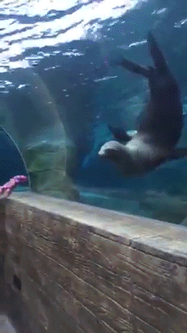 sizvideos:Sea Lion Chasing A Child’s GloveVideo - Via Siz iOS app