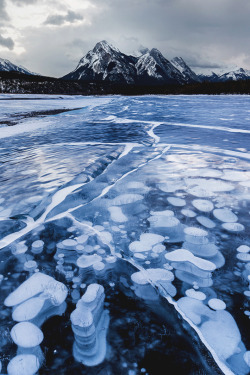 Italian-Luxury:    Abraham Lake, Canadian Rockies By Vicki Marthe Plants On The Lake