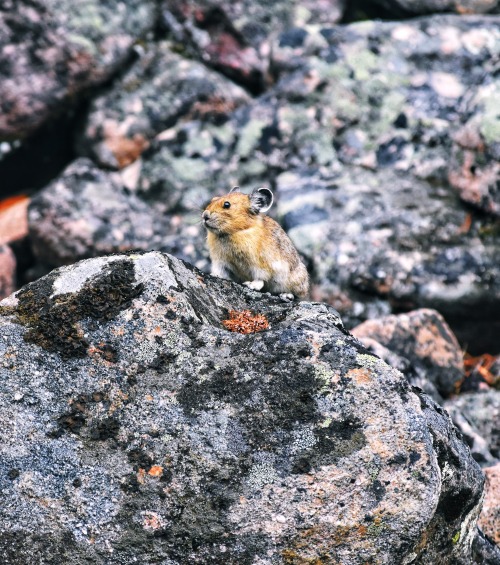 Pika, Jasper National Park