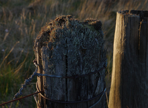 Sunset-gilded Posts - #FencepostOfTheWeek