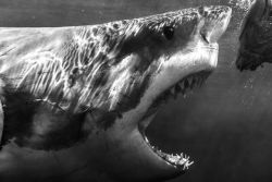 bobbycaputo:  Happy Shark Week! Here’s The Most Terrifying Photograph of a Great White We’ve Ever Seen We’re only mid-way through Shark Week. So, to honor these seven days dedicated to the immaculate creature we all love – and some fear – we