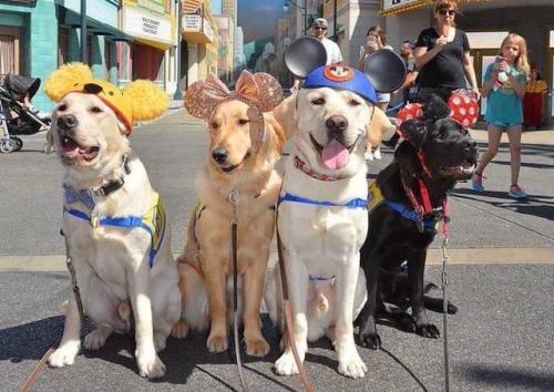 awwww-cute:A bunch of service dogs took a field trip to Disneyland and if it isn’t the cutest 