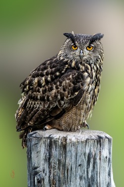 beautiful-wildlife:  Eurasian Eagle-Owl (Bubo